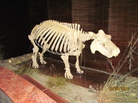IMG_4899.jpg, 26kB
